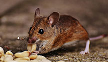 24 Hour & Emergency Exterminators in South San Ysidro, NM